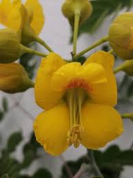 Image result for Fabaceae subfamily Caesalpinioideae