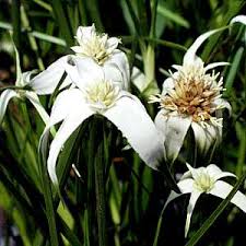 Image result for Rhynchospora gracillima