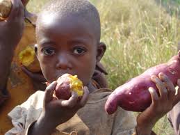 Kabondo Sweet Potatos Blog: Sweetpotato Farming in Kenya
