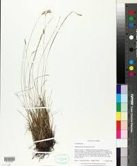 Image result for Abildgaardia ovata