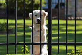 4 x 4m animal enclosure dog kennel run farm fence gate fencing having a bbq, but concerned about the dogs bowling over your guests little kids9 or pehaps you need a safe, enclosed space to put the. How Can I Keep My Dog Outside Without A Fence Pethelpful