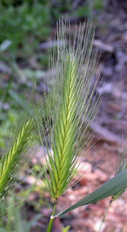A resident in Queenstown's Lake Hayes Estate is warning two pest plants - barley grass, which is especially nasty for dogs, and hemlock - are running rife alongside trails at the bottom