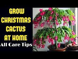 How To Grow Christmas Cactus All Care Tips Youtube Christmas Cactus Christmas Cactus Plant Cactus Flower