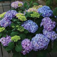 Check spelling or type a new query. Bayar Cod Jual Tanaman Hias Hortensia Bunga Biru Murah