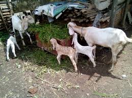 Jenis Makanan Yang Sebaiknya Jangan Dijadikan Pakan Kambing Ternakpedia