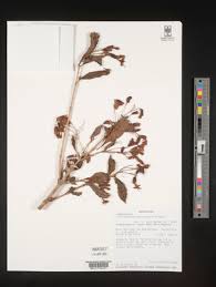 Image result for Clerodendrum lutambense