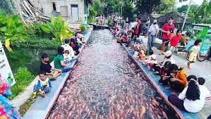 Saluran Irigasi Disulap Jadi Kolam Ikan Warga Panen Ikan Tiap Hari