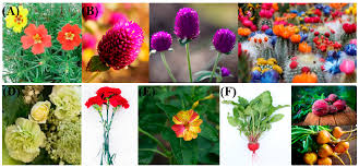 Birthday, love and romance, sympathy, get well, congratulations Molecules Free Full Text Research Progress Of Betalain In Response To Adverse Stresses And Evolutionary Relationship Compared With Anthocyanin Html