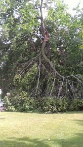 When placing your leaves in street. Storm Damage Off Lake Minnetonka In Orono Mn Tree And Stump Co