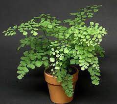 Peaceful Garden Caring For Maidenhair Fern Houseplants Low Light Plants Trees To Plant