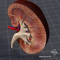 Pancreas Kidney Spleen 3d Model In 2020 Anatomy Organs Human Kidney Kidney Anatomy