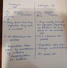Animal cell and plant cell brainly. Why Are Cells Differentiated Brainly