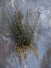 Image result for Aristida stenostachya