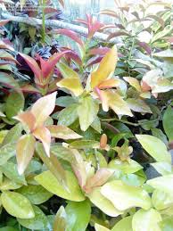 The areoles each contain 2 to 3 spines, giving it the appearance of a unlike many other plants in your garden, pereskia requires full sun and won't get sunburn even in intense direct sunlight. Plantfiles Pictures Pereskia Species Barbados Gooseberry Blade Apple Cactus Lemonvine Rose Cactus Pereskia Aculeata By Gregokla