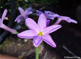 Image result for Tulbaghia cameronii