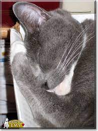 Tuxedo Cat Facts And Personality Tuxedo Cat Breed Grey And White Cat Tuxedo Cat Facts Cute Cat Breeds