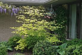 Grown as a lawn specimen, planted as background trees for your garden, or grown along the fringes of wooded areas, their spring and early summer blooming is a fantastic seasonal highlight, and lasts for several weeks. Golden Shadows Pagoda Dogwood Cornus Alternifolia Proven Winners