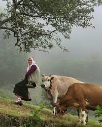 Trabzon Resimler Tasra Yasami Fotograf
