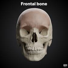 Image result for Frontal Bone