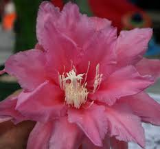 Image result for Eriosema pentaphyllum