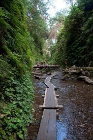 Check spelling or type a new query. Fern Canyon At Gold Bluffs Beach Prairie Creek Redwoods State Park California Fern Canyon State Parks California Travel