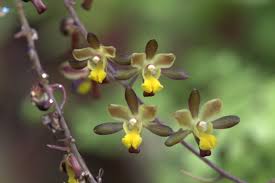 Image result for Graphorkis