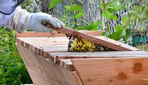 If you have the tbh where you can get to it easily and you check it in my experience, the bees will not follow the guide any better or worse with or without the wax. Build A Top Bar Beehive Hobby Farms