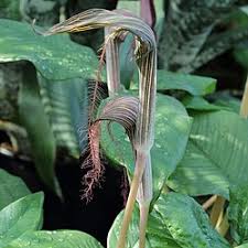 Image result for Arisaema