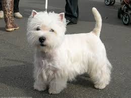 They enjoy human company, but you must socialize them to children and insist they accept handling and grooming. Www Petcarelive Com 2 Jpg 1600 1200 Westie Dogs West Highland Terrier Dog Love