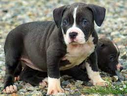 Detroit michigan pets and animals view pictures. Blue Nose Pitbull Puppies Pitbulls For Sale Michigan Mi Tx