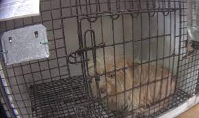 Please visit our adopt a puppy mill survivor link to learn more about adopting. Breaking News Hsus Investigation Connects New Jersey Pet Stores To Notorious Midwest Puppy Mills A Humane World