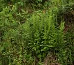 Image result for Dryopteris kilemensis