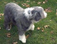 The cost for invisible or wireless fencing is around $2.50 / foot, installed by a local fence company. Cost To Install An Invisible Dog Fence 2020