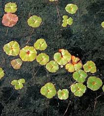 Image result for Marsilea nubica