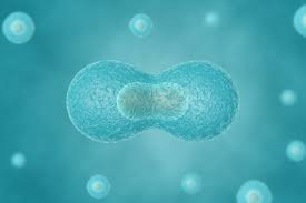 Chromosomes carry genetic information in a molecule called dna. Cell Division Recreated Outside Of A Cell For The First Time