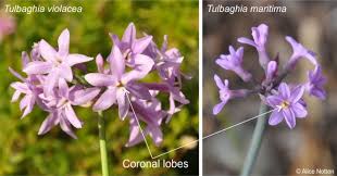 Image result for Tulbaghia cameronii