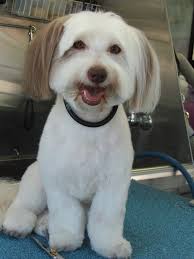 Coton De Tulear Philippines