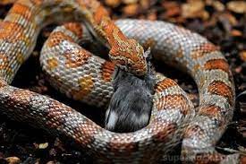 Fierce Snake Eating A Rat Fierce Snake Is The World S Most Poisonous Snake The Venom This Snake Is So Toxic Tha Snake Facts For Kids Snake Facts Science Quiz