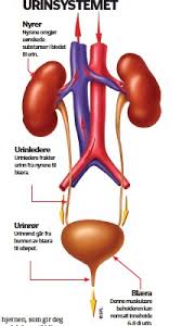 Nokre fiskar bruker resonansen i blæra til å laga eller ta imot lyd. Slik Virker Blaera Pressreader