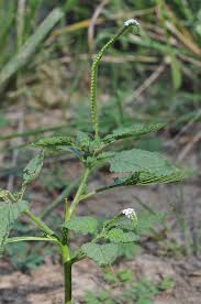 Image result for Heliotropium indicum