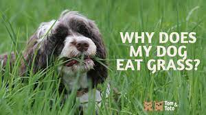 Why Does My Dog Eat Grass Tom And Toto Pet Care Ltd