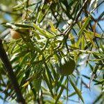 Image result for Afrocarpus usambarensis