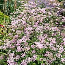 Image result for Pimpinella afra