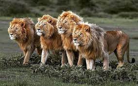 Pin On African Animals