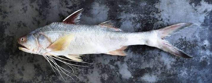 King-Threadfin-186