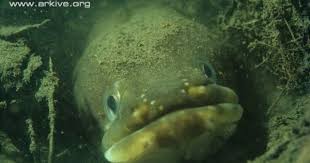 Arkive Blog Endangered Species Of The Week European Eel Endangered Animals Species Animals