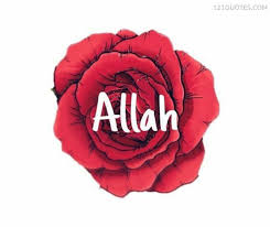 Due to this, this flower is often used in both weddings and funerals. 60 Best Allah Name Images Wallpaper Pic And Pictures