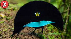 Os Passaros Mais Raros Do Mundo Youtube Vida que nos pássaros é cheia de cores, harmonia, liberdade. os passaros mais raros do mundo