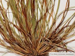 Image result for Fimbristylis