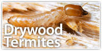 And find out what you can do to control them. Household Termite And Pest Control
